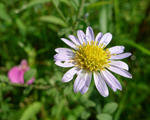 野菊花