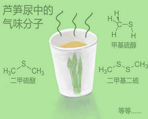 芦笋尿的气味从哪儿来？