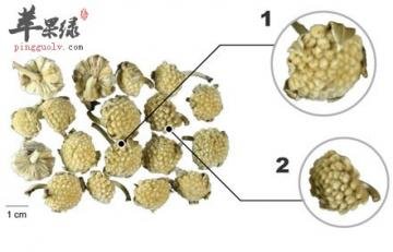 伪品结香花