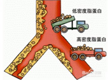 芝麻的功效与作用以及禁忌