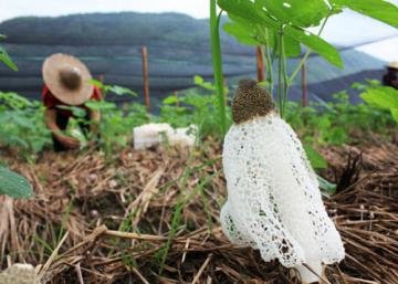 竹荪的营养价值与食用功效