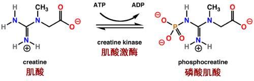 肌酸激酶偏低怎么回事？