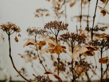 霜降时节：建议健脾润肺养肾气1