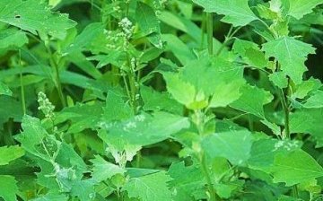 常吃【眉豆、霸王花、灰菜】可以美容养颜、健脾除湿、提高免疫力3