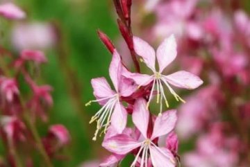 酷似桃花草药【山桃草】可以疏肝散寒，健脾补肾，治腰酸腿软2