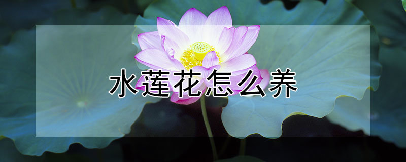 水莲花怎么养？1