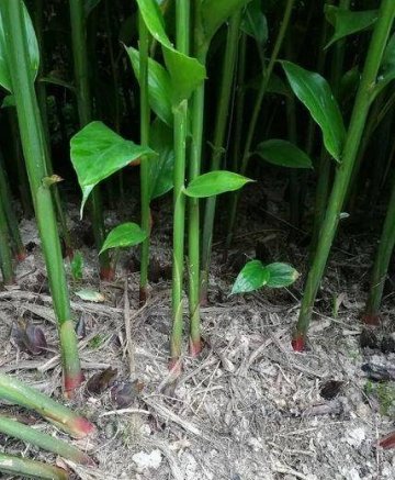 阳荷是什么样的植物-如何种植阳荷3