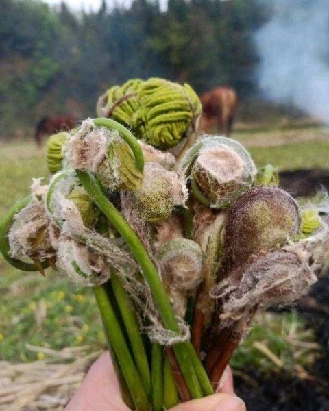 适合春天吃的野菜有哪些1