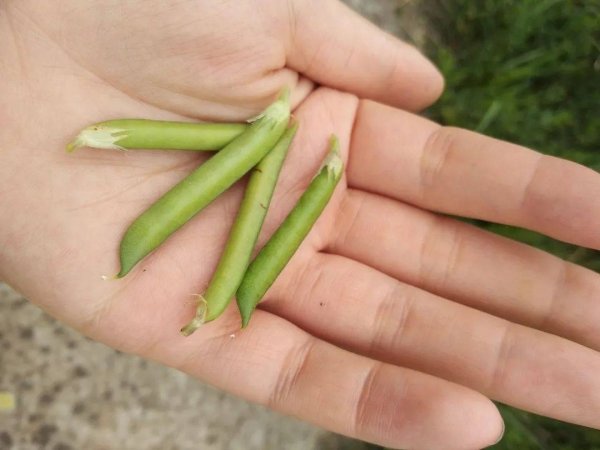 马豌豆怎么做口哨-马豌豆可以食用吗5