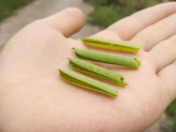 马豌豆怎么做口哨-马豌豆可以食用吗6