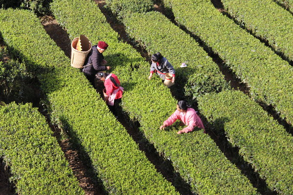 湖北星斗云茗茶业：打造生态有机茶园基地2