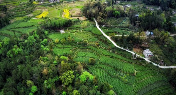 湖北星斗云茗茶业：打造生态有机茶园基地4